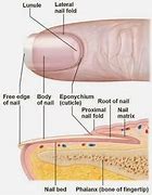 Nail Artinya Dalam Bahasa Indonesia